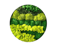 Orb Green - Preserved Plants: MOSS. - Moss Frame - 5816374869892 - Tumbleweed Plants - Online Plant Delivery Singapore