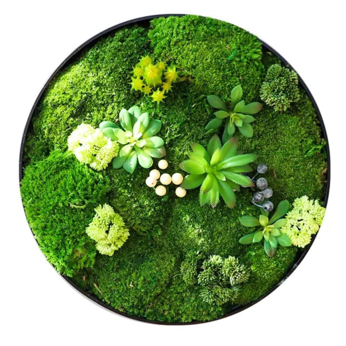 Orb Green - Preserved Plants: MOSS. - Moss Frame - 5816374869892 - Tumbleweed Plants - Online Plant Delivery Singapore