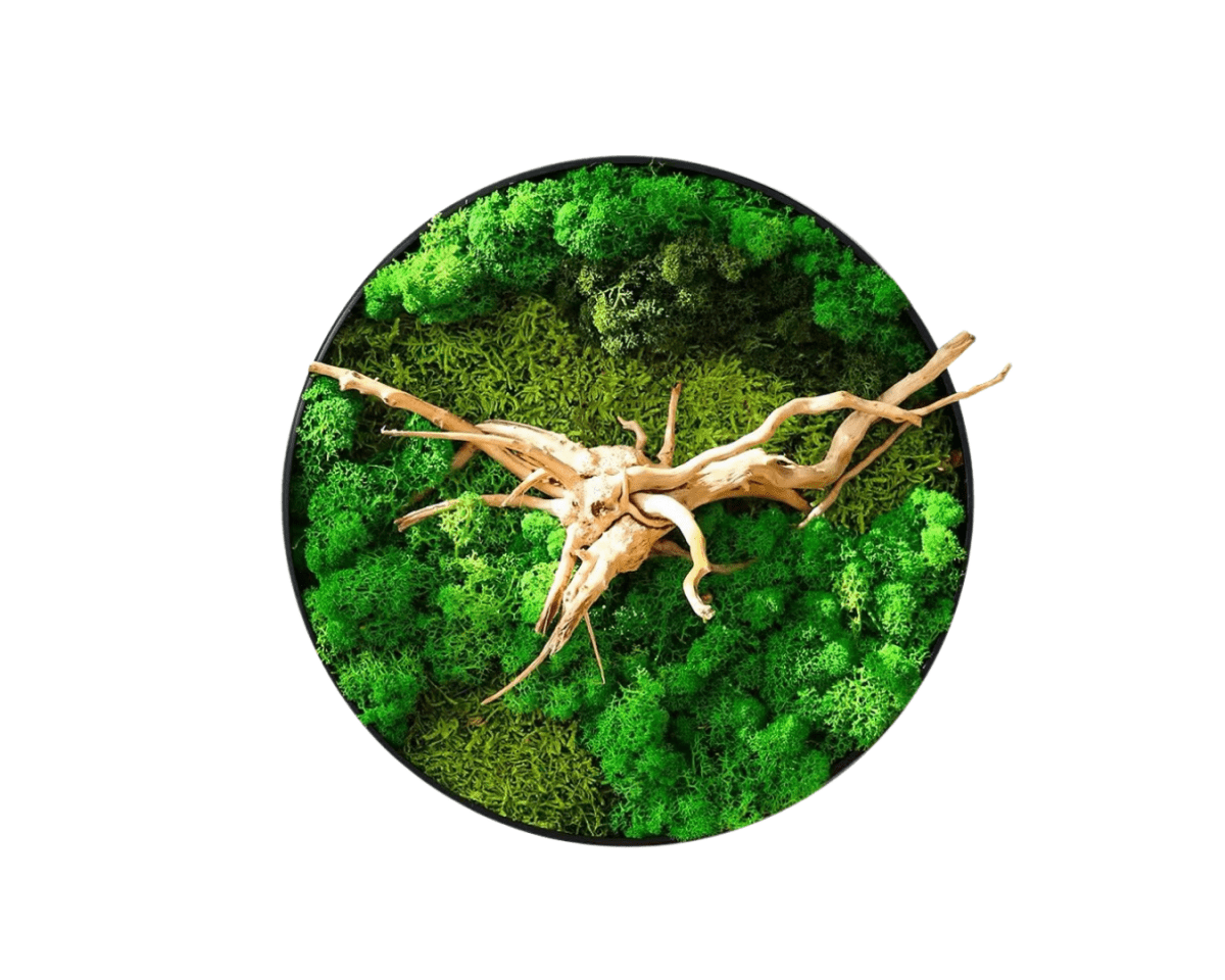 Orb Green - Preserved Plants: MOSS. - Moss Frame - 5816374869892 - Tumbleweed Plants - Online Plant Delivery Singapore