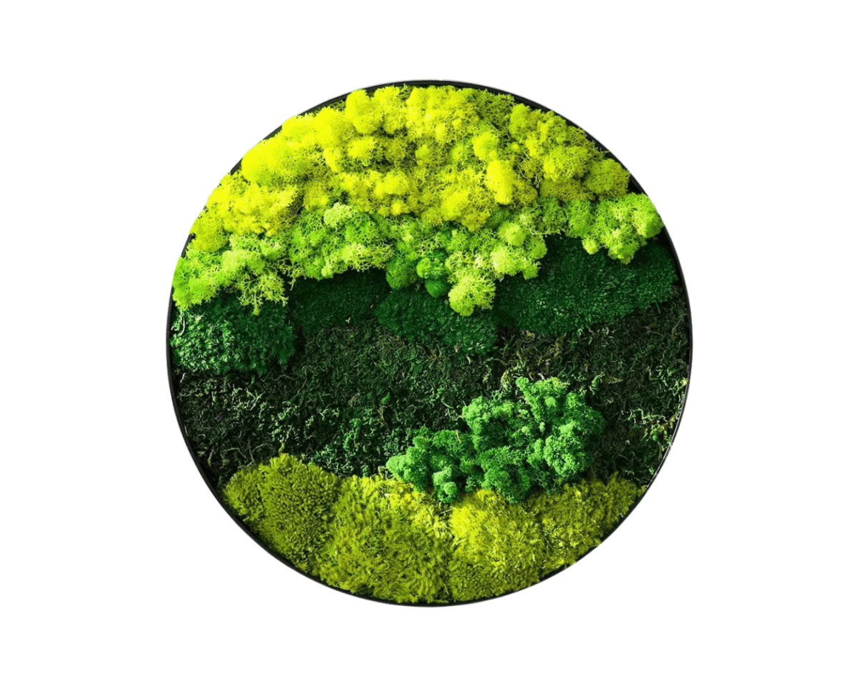 Orb Green - Preserved Plants: MOSS. - Moss Frame - 5816374869892 - Tumbleweed Plants - Online Plant Delivery Singapore