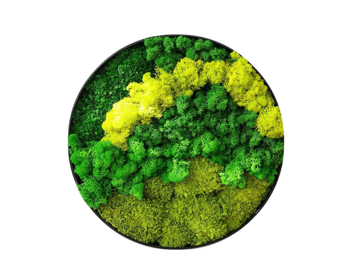 Orb Green - Preserved Plants: MOSS. - Moss Frame - 5816374869892 - Tumbleweed Plants - Online Plant Delivery Singapore