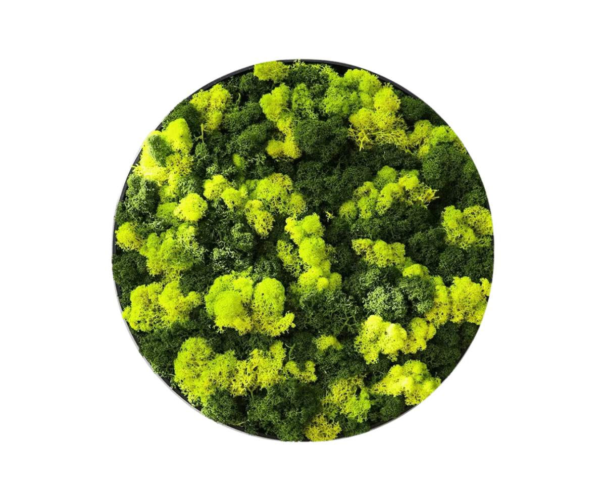 Orb Green - Preserved Plants: MOSS. - Moss Frame - 5816374869892 - Tumbleweed Plants - Online Plant Delivery Singapore