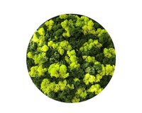 Orb Green - Preserved Plants: MOSS. - Moss Frame - 5816374869892 - Tumbleweed Plants - Online Plant Delivery Singapore