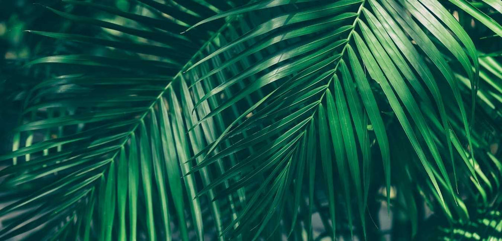 Palm plants care singapore