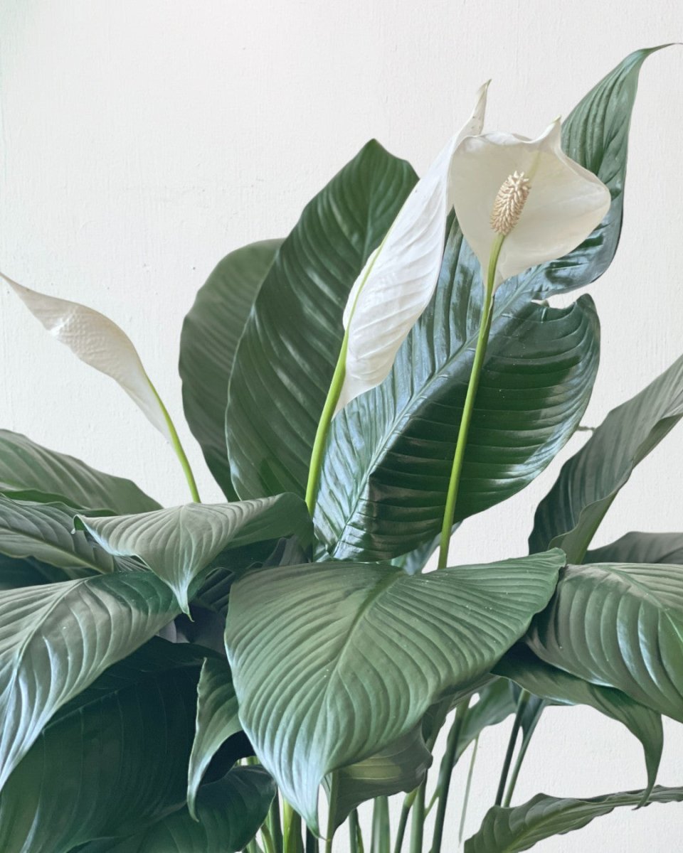 Peace Lily (1.0m) - grow pot - Potted plant - Tumbleweed Plants - Online Plant Delivery Singapore