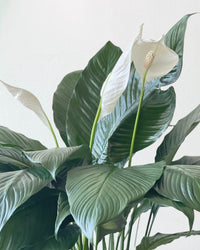 Peace Lily (1.0m) - grow pot - Potted plant - Tumbleweed Plants - Online Plant Delivery Singapore