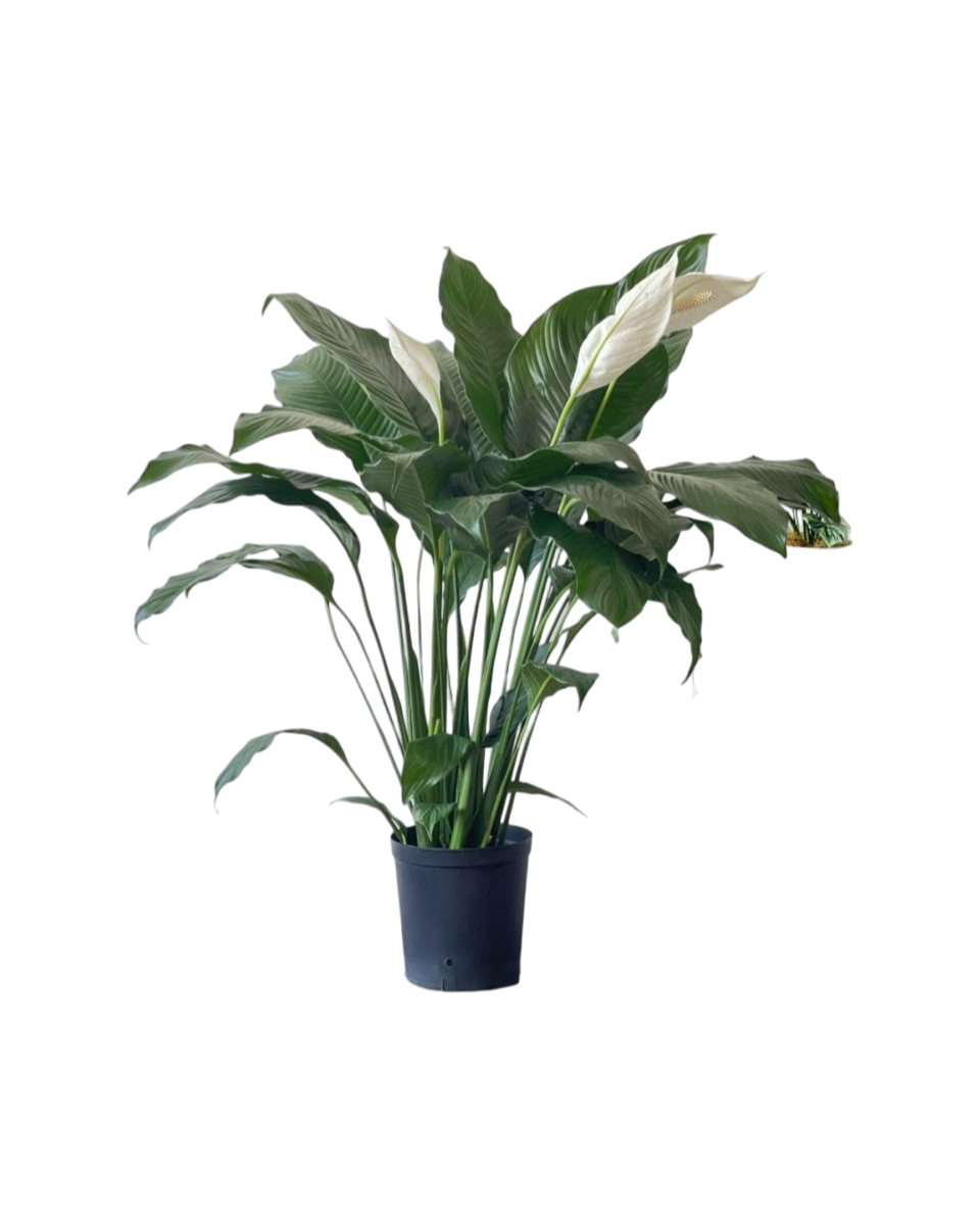 Peace Lily (0.8m) - Potted plant -  Tumbleweed Plants