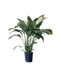 Peace Lily (0.8m) - Potted plant -  Tumbleweed Plants