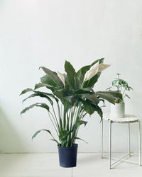 Peace Lily (1.0m) - grow pot - Potted plant - Tumbleweed Plants - Online Plant Delivery Singapore