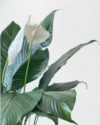 Peace Lily (1.0m) - grow pot - Potted plant - Tumbleweed Plants - Online Plant Delivery Singapore