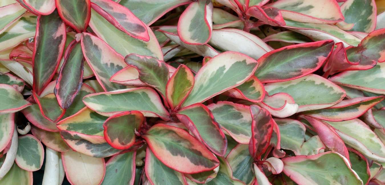 Peperomia Plant care singapore