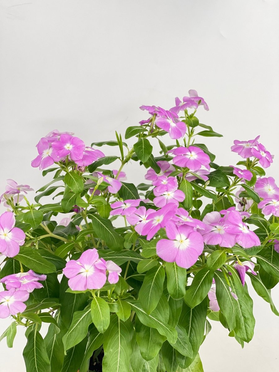 Periwinkle - grow pot - Potted plant - Tumbleweed Plants - Online Plant Delivery Singapore