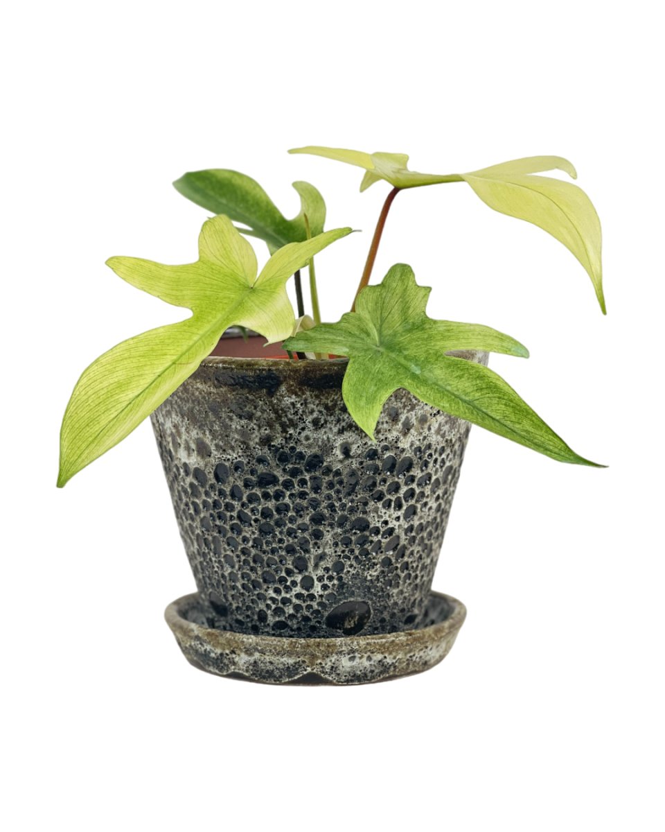 Philodendron Florida Ghost - Buy Potted plant Online | Tumbleweed