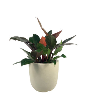 Philodendron Orange Congo Plant (0.6) - grow pot - Potted plant - Tumbleweed Plants - Online Plant Delivery Singapore