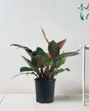Philodendron Orange Congo Plant (0.6) - grow pot - Potted plant - Tumbleweed Plants - Online Plant Delivery Singapore