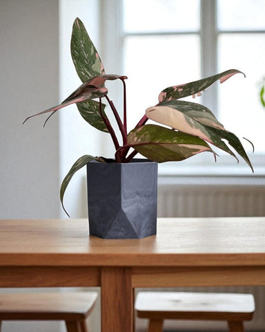 Philodendron Pink Princess