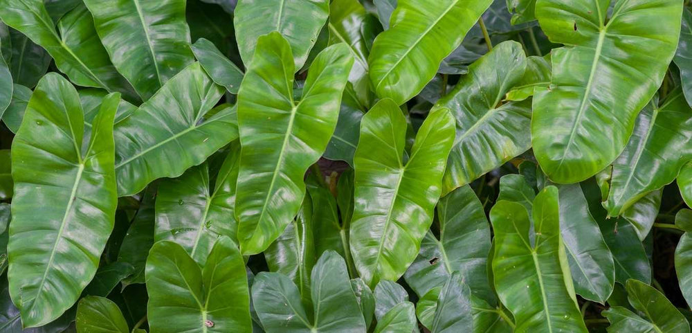 Philodendron Plant Care Singapore