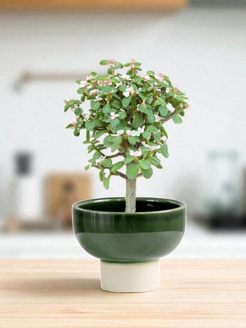 Pink Jade Bonsai Tree