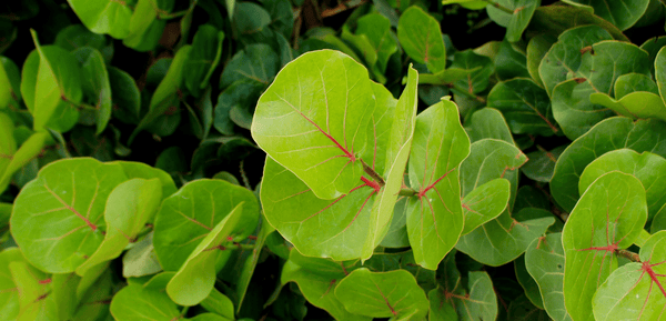 Plant Glossary - Coccoloba