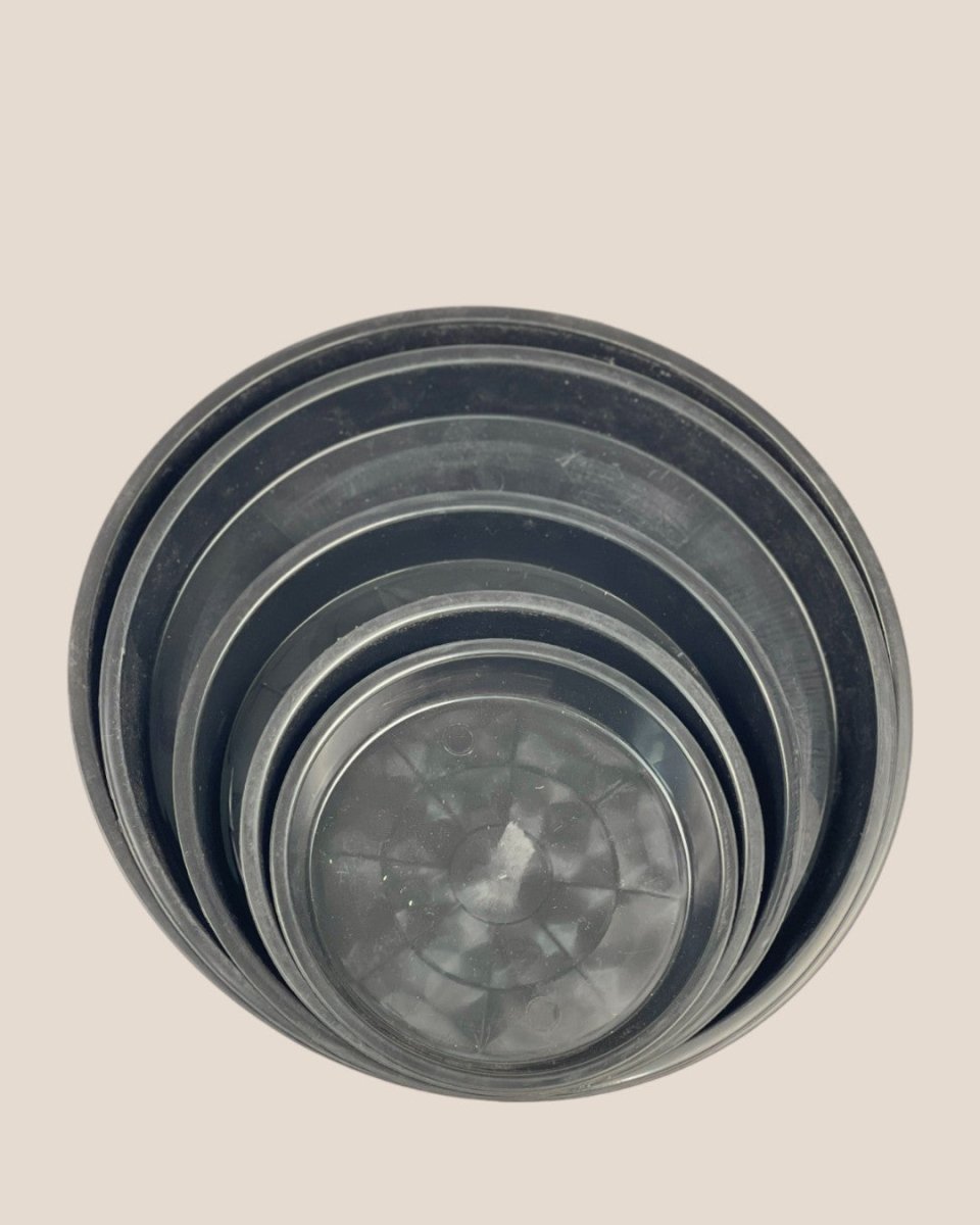 Plastic Tray (Black) - 16.5cm - Tray - Tumbleweed Plants - Online Plant Delivery Singapore