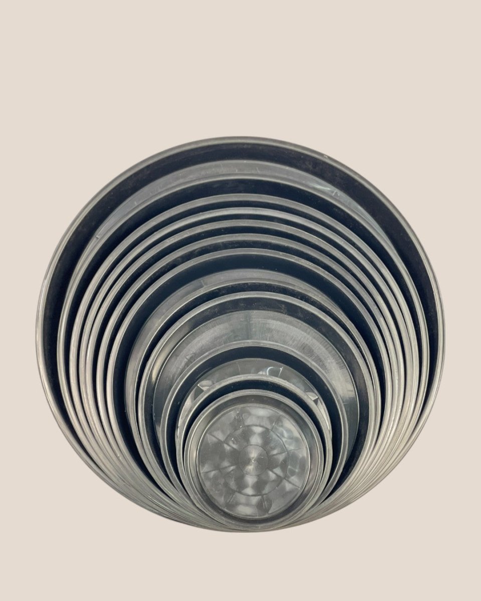 Plastic Tray (Black) - 16.5cm - Tray - Tumbleweed Plants - Online Plant Delivery Singapore