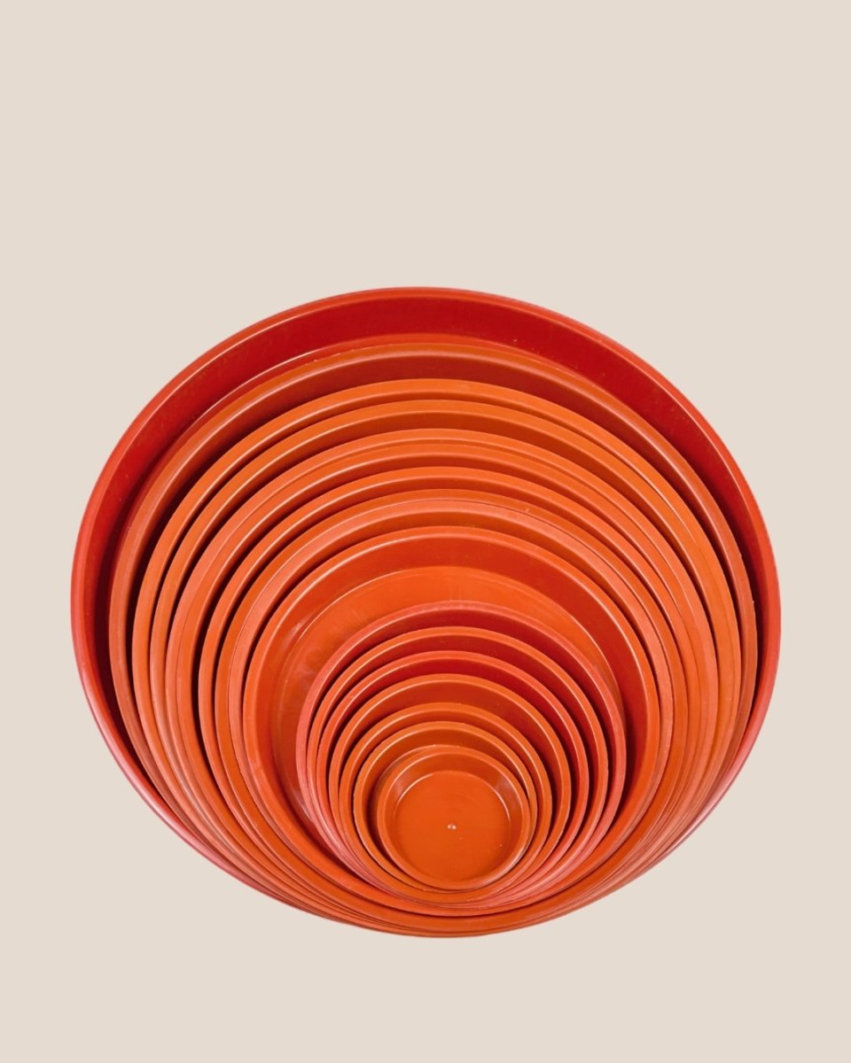 Plastic Tray (Brown) - 16.5cm - Tray - Tumbleweed Plants - Online Plant Delivery Singapore