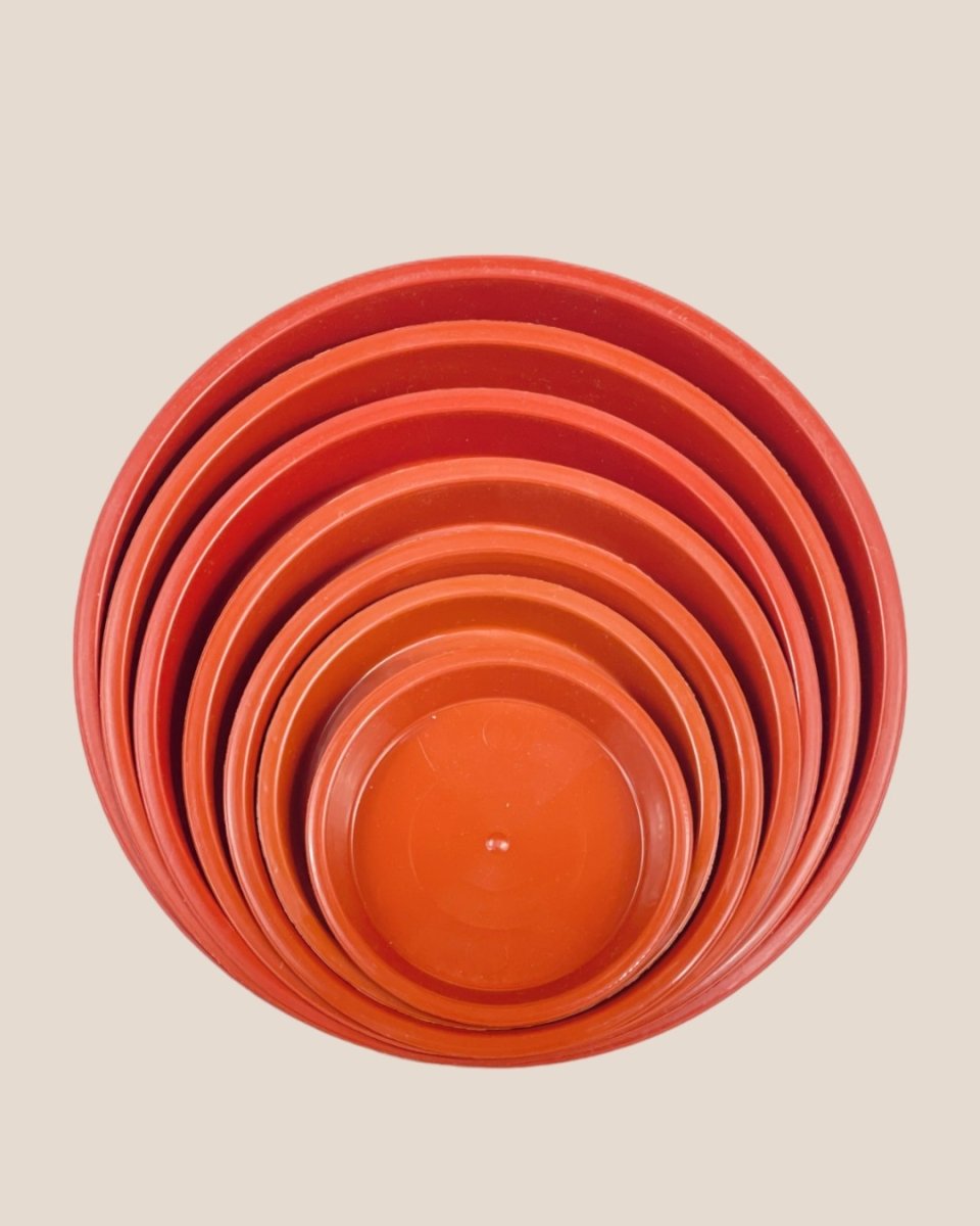 Plastic Tray (Brown) - 16.5cm - Tray - Tumbleweed Plants - Online Plant Delivery Singapore