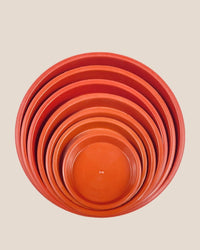 Plastic Tray (Brown) - 16.5cm - Tray - Tumbleweed Plants - Online Plant Delivery Singapore