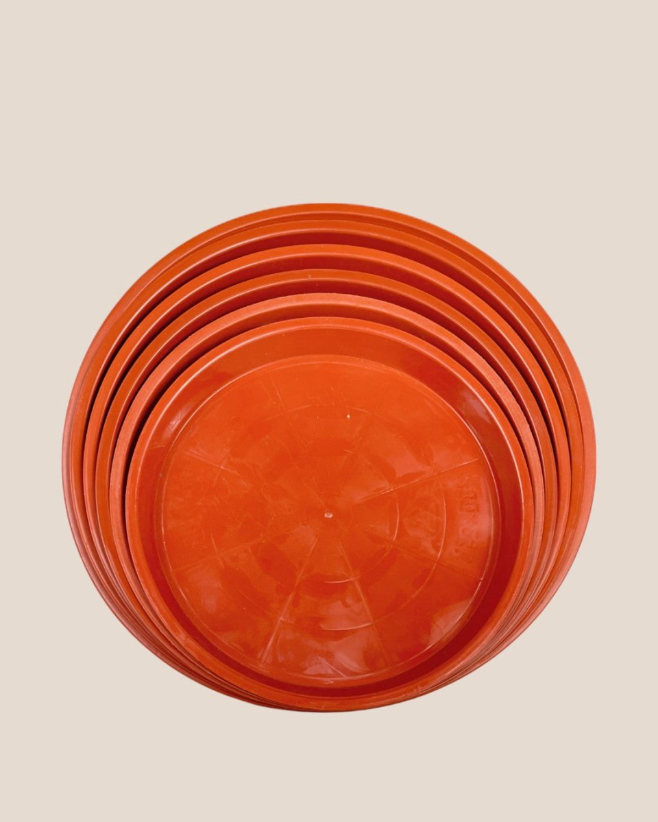 Plastic Tray (Brown) - 16.5cm - Tray - Tumbleweed Plants - Online Plant Delivery Singapore