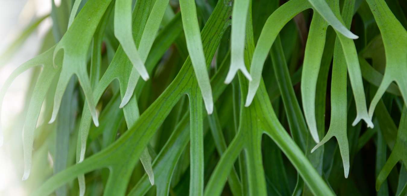 Platycerium Plant Care Singapore