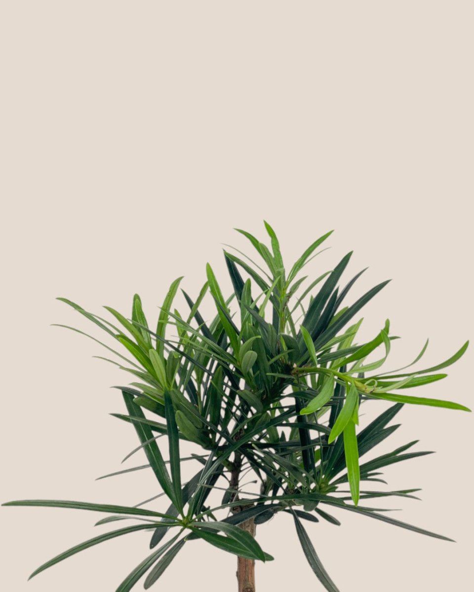 Podocarpus Macrophyllus - grow pot - Potted plant - Tumbleweed Plants - Online Plant Delivery Singapore