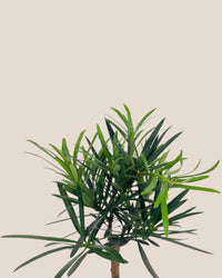Podocarpus Macrophyllus - grow pot - Potted plant - Tumbleweed Plants - Online Plant Delivery Singapore