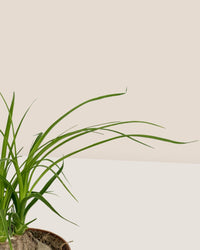 Ponytail Palm - grow pot - Potted plant - Tumbleweed Plants - Online Plant Delivery Singapore