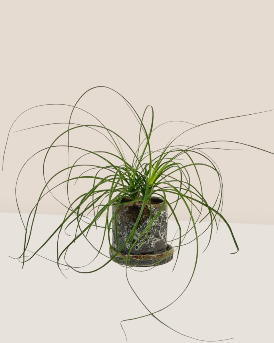 Ponytail Palm - grow pot - Potted plant - Tumbleweed Plants - Online Plant Delivery Singapore
