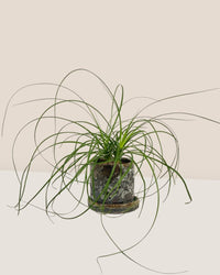 Ponytail Palm - grow pot - Potted plant - Tumbleweed Plants - Online Plant Delivery Singapore