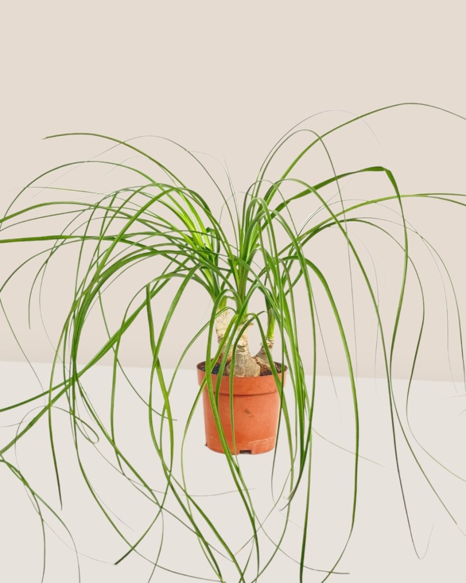 Ponytail Palm - grow pot - Potted plant - Tumbleweed Plants - Online Plant Delivery Singapore