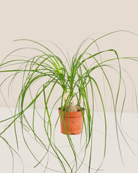 Ponytail Palm - grow pot - Potted plant - Tumbleweed Plants - Online Plant Delivery Singapore