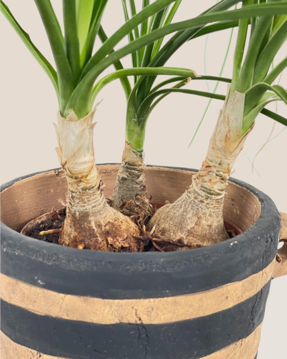 Ponytail Palm - grow pot - Potted plant - Tumbleweed Plants - Online Plant Delivery Singapore