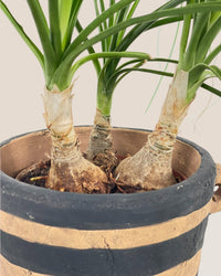 Ponytail Palm - grow pot - Potted plant - Tumbleweed Plants - Online Plant Delivery Singapore