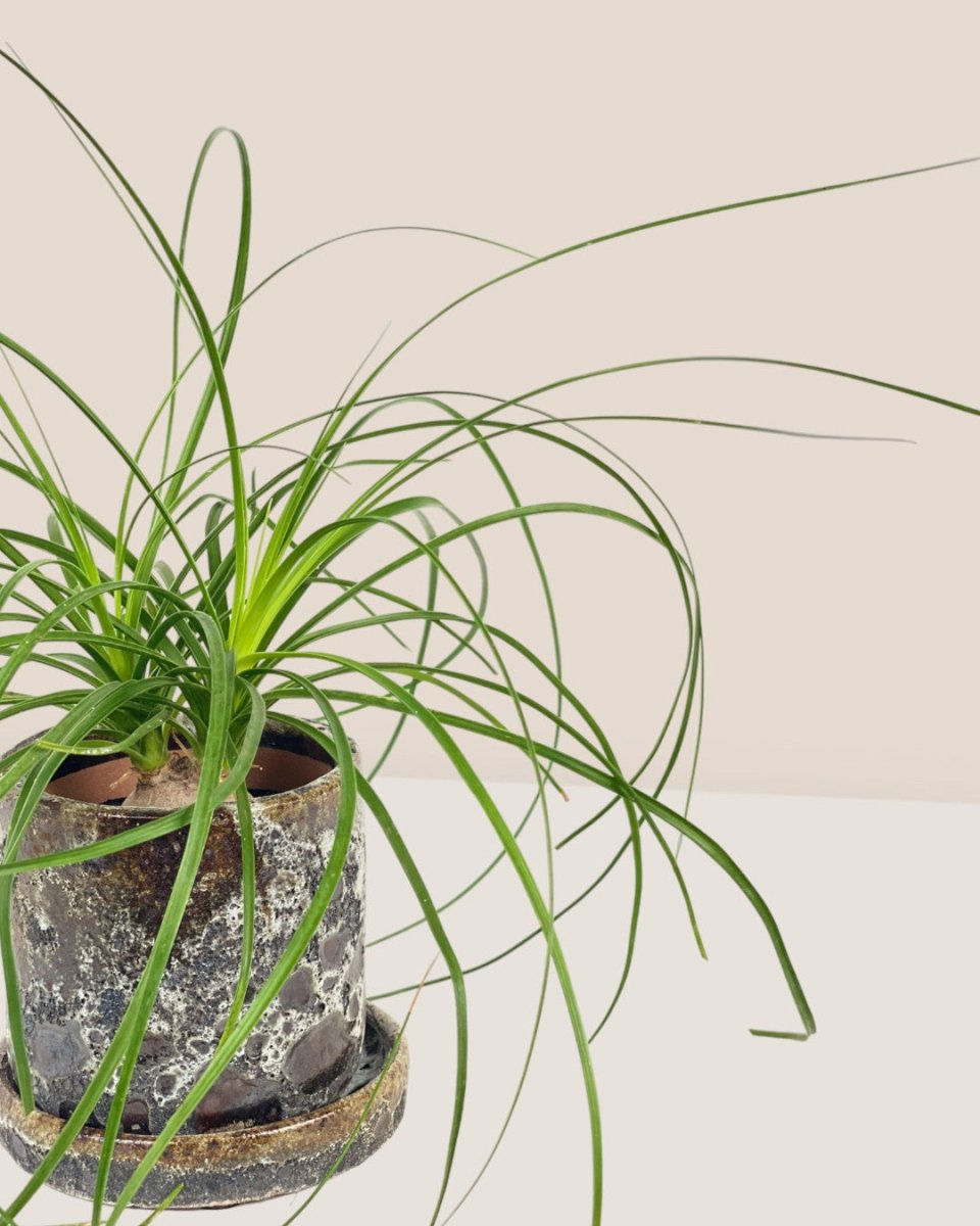 Ponytail Palm - grow pot - Potted plant - Tumbleweed Plants - Online Plant Delivery Singapore