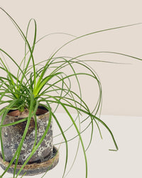 Ponytail Palm - grow pot - Potted plant - Tumbleweed Plants - Online Plant Delivery Singapore