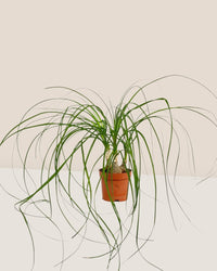 Ponytail Palm - grow pot - Potted plant - Tumbleweed Plants - Online Plant Delivery Singapore
