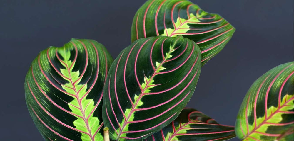 Prayer Plant Calathea Plant Care