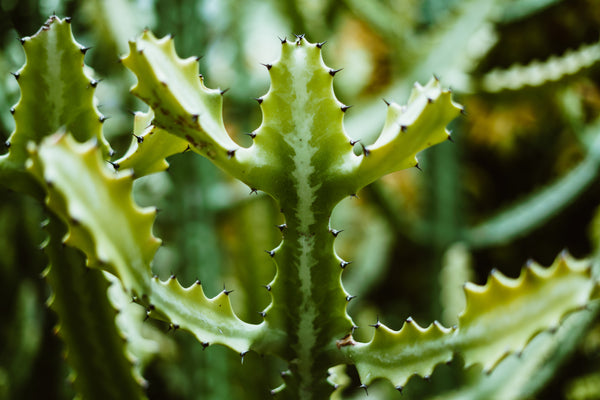 Cactus Family