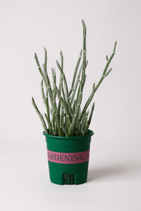 Blue Chalksticks - Pencil Plant Succulent - Potted plant -  Tumbleweed Plants