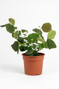 Christia Swallow Tail Butterfly Plant (Green) - Potted plant -  Tumbleweed Plants