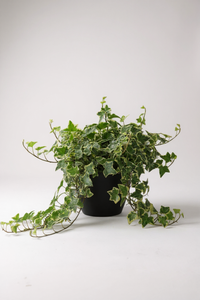 English Ivy Medium - Potted plant -  Tumbleweed Plants
