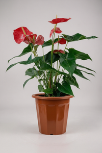 Anthurium Flamingo Red Tall - Potted plant -  Tumbleweed Plants
