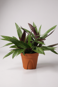 Rhoeo Plant - Potted plant -  Tumbleweed Plants