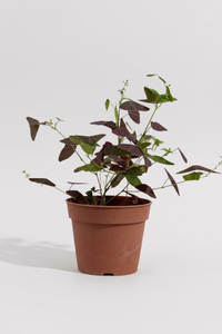 Christia Butterfly Plant Purple (0.2m) - Potted plant -  Tumbleweed Plants